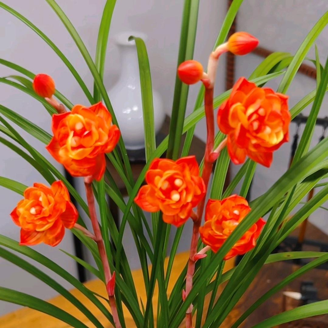 🌹花香哥❤️520❤️