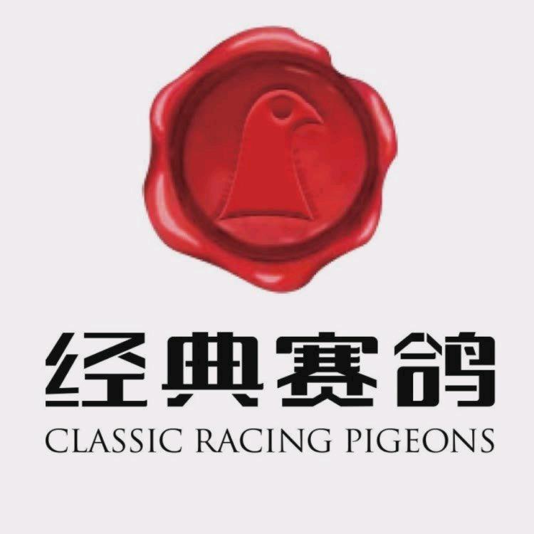 经典装饰—经典赛鸽—罗航多喝酒半醉半醒