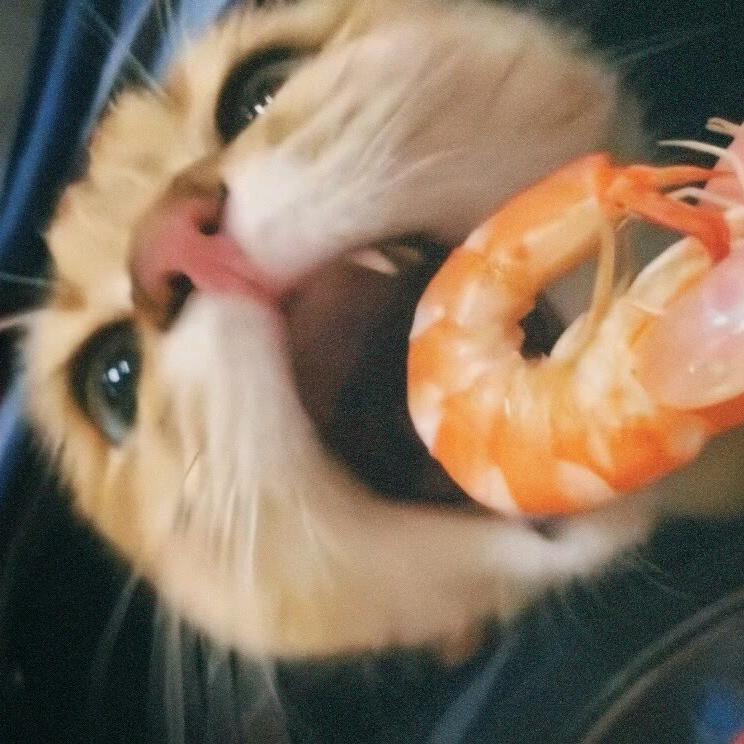 不识星莹电竞（三角洲行动）