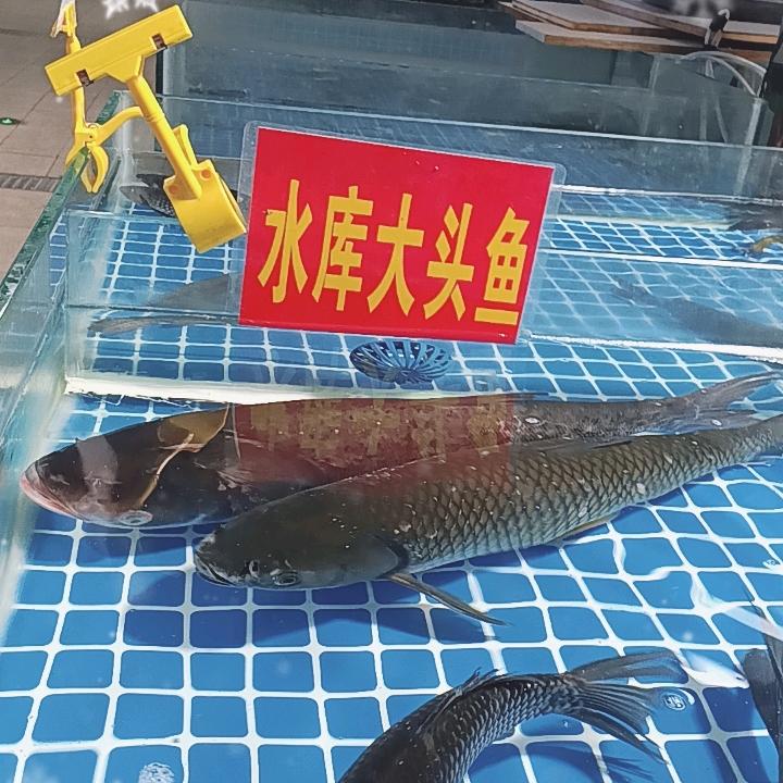 星岛湖洪潮水库鱼