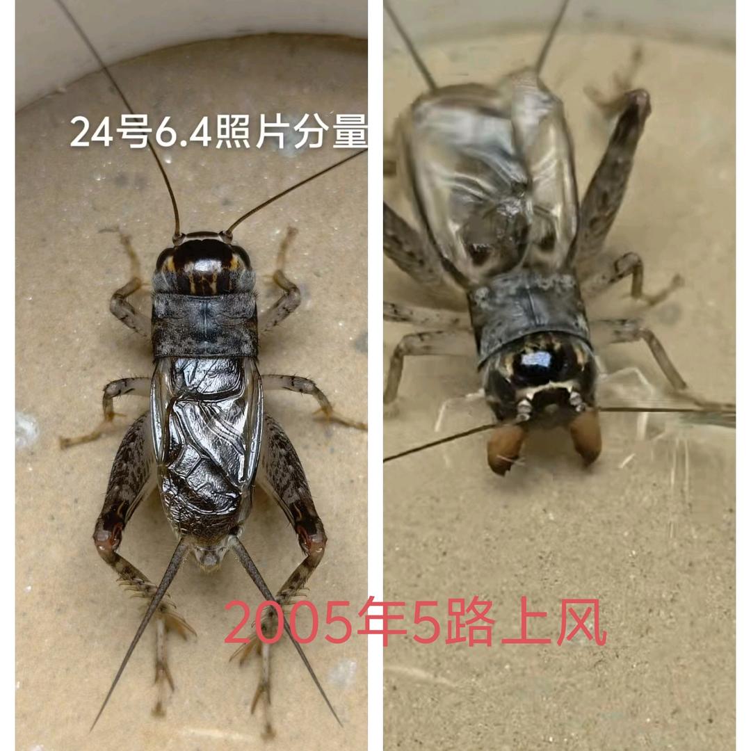 爱琴海蟋蟀陶瓷店