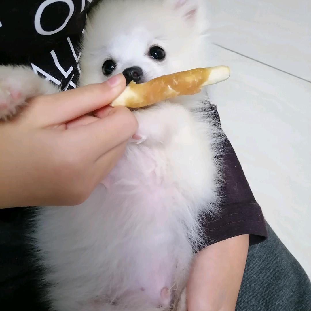 小狗狗的照片