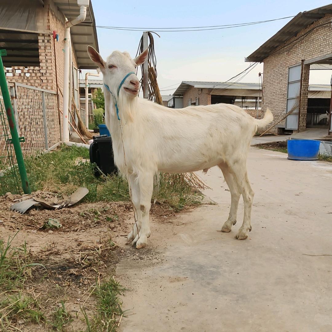 夏天养羊（小号）
