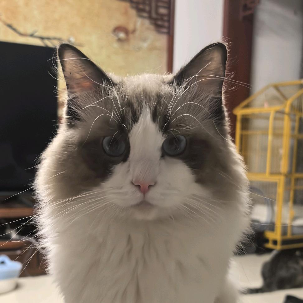 书煮日月（）