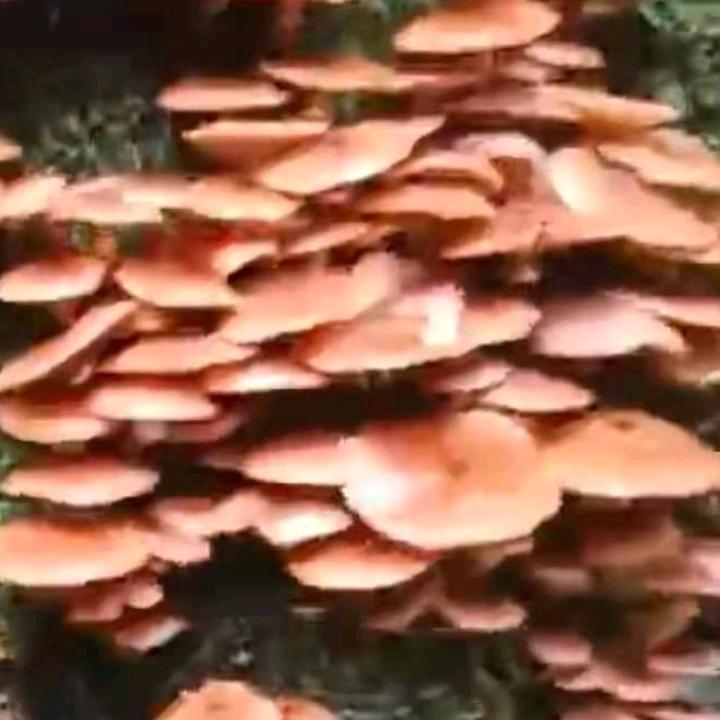 销售各样煤及砖。