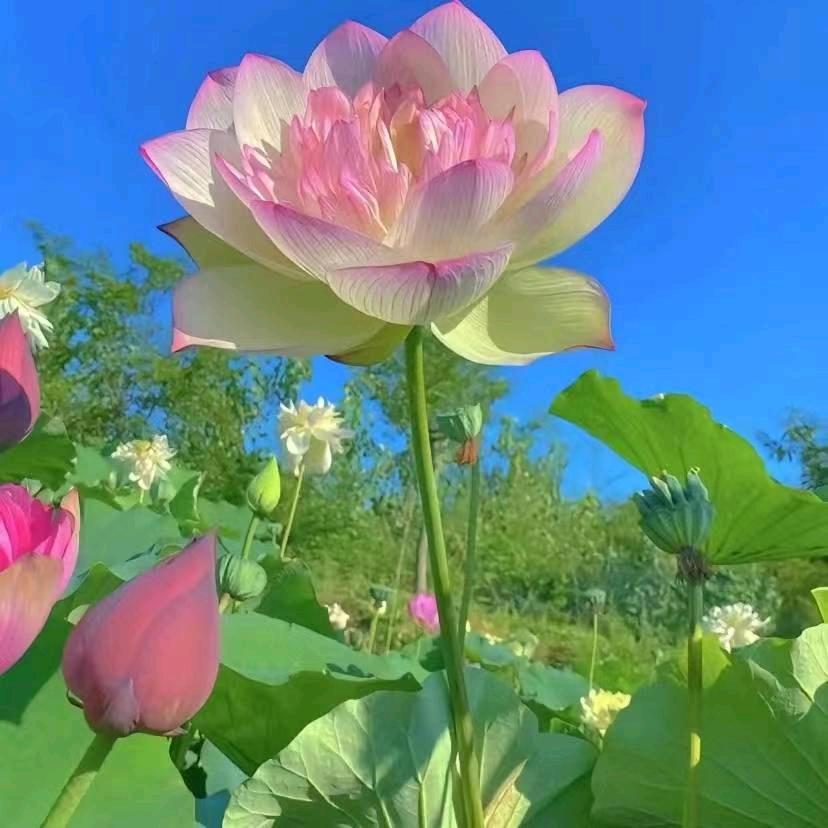顺其自然🌸