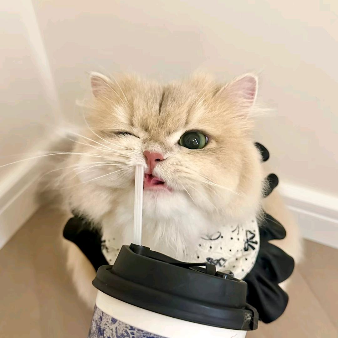 小咪日记qwq