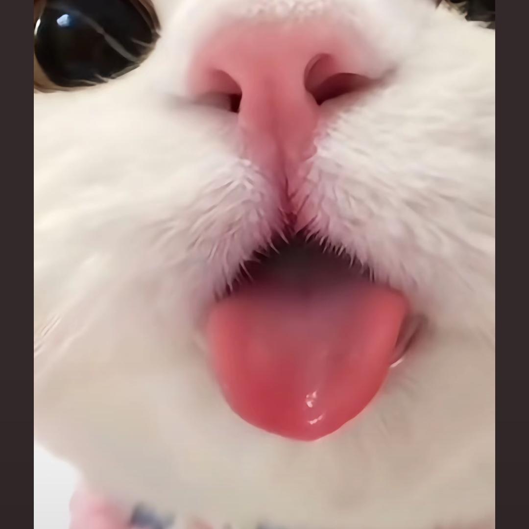 痴心一片