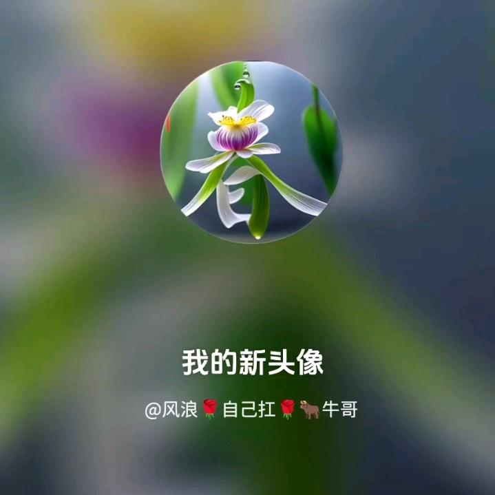 风浪🌹自己扛🌹🐂牛哥