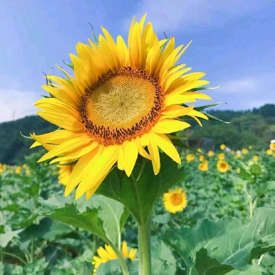 昌顺顺(佟德强)