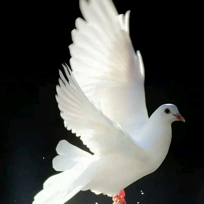 白鸽