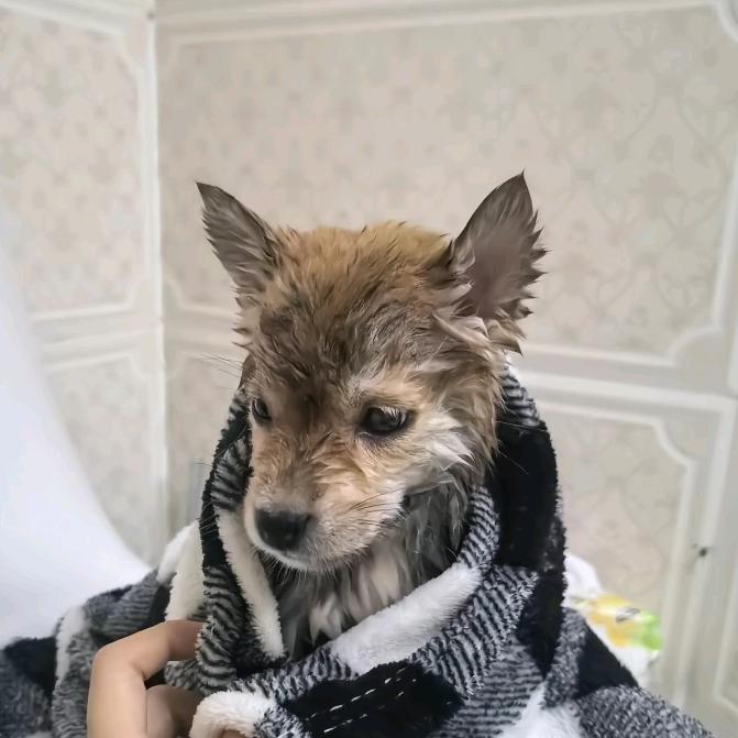 丶猫醉🔥🔥🔥