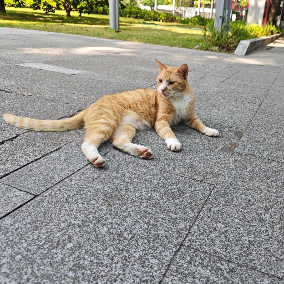 一杯柠檬茶
