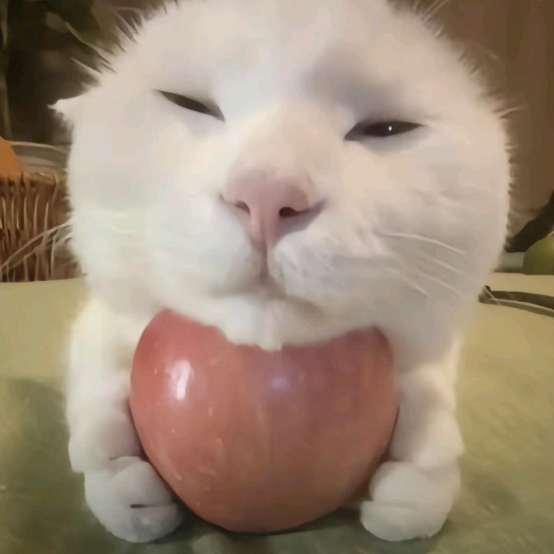莫伊奥喵