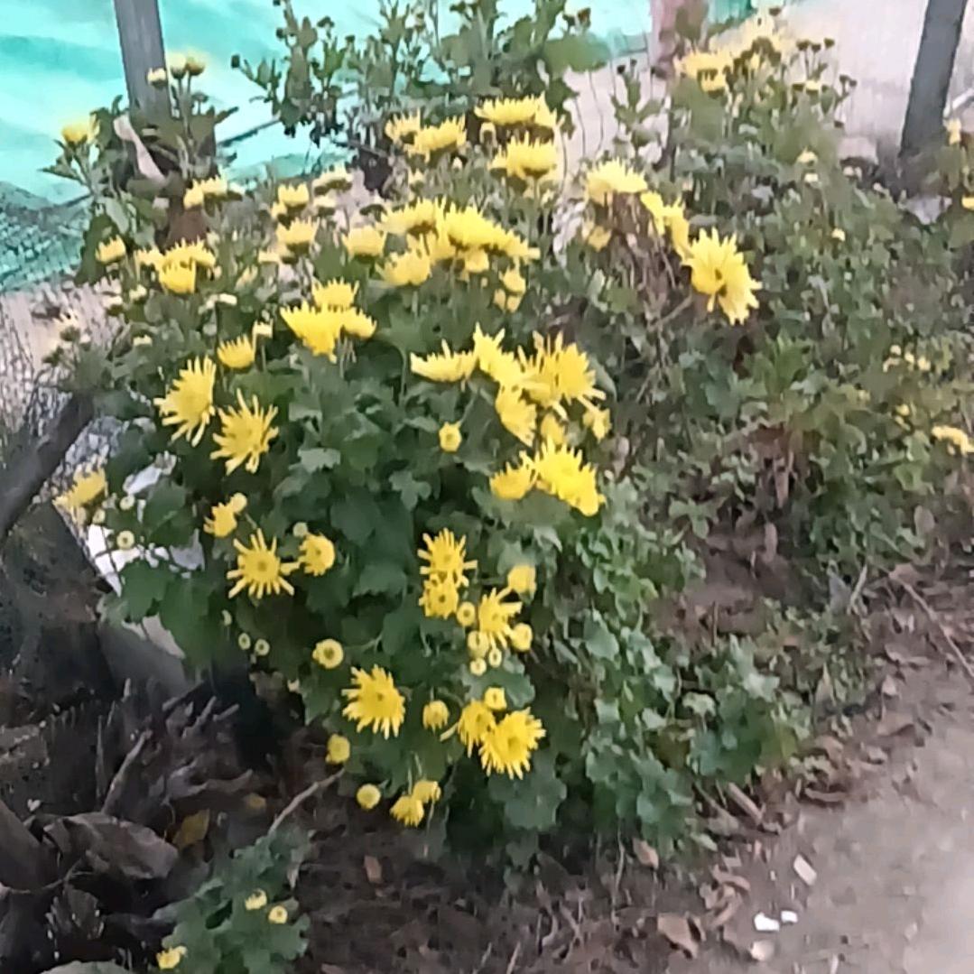 伴随你一生周夕成