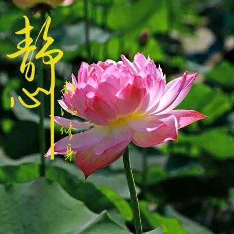 🍁半盏流年🍁