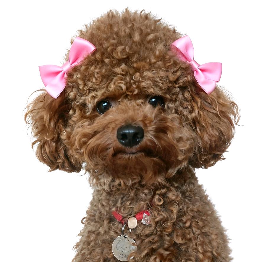 ζั͡ޓއއއつ☠ 🌴💞提莫