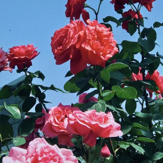 ꦻ⃟💞放弃꯭ོ✨所有⛵࿐