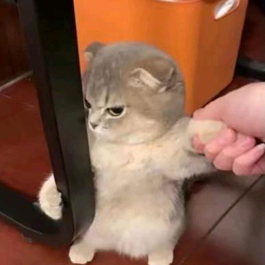 欣辞