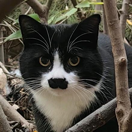 有条小黄鱼（距千粉就差998了😼)