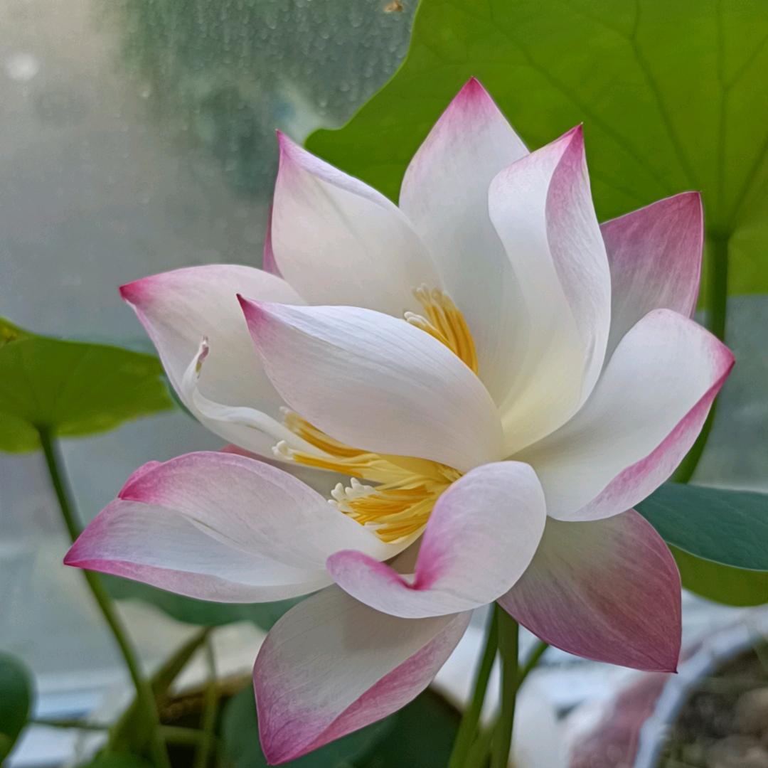 七七🌹