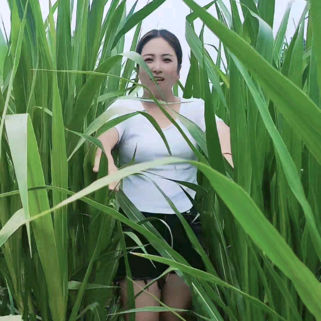 燕子牧草种业（基地直发）