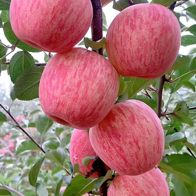 ✨💕ꦿ᭄平安喜✨乐༉ᩚ᭄