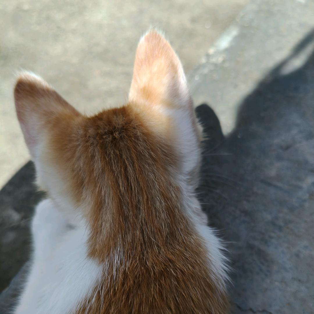 橙汁儿