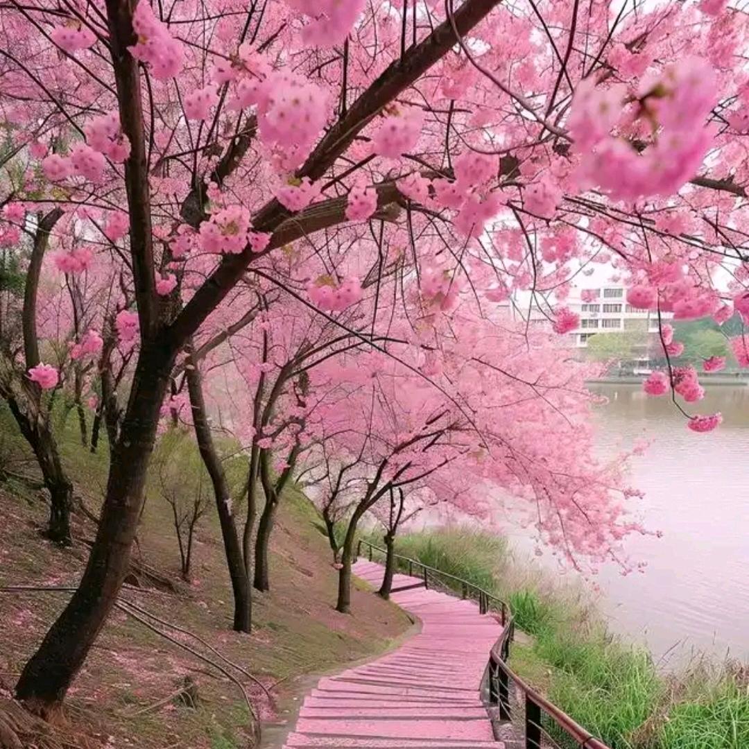 @陌上花开