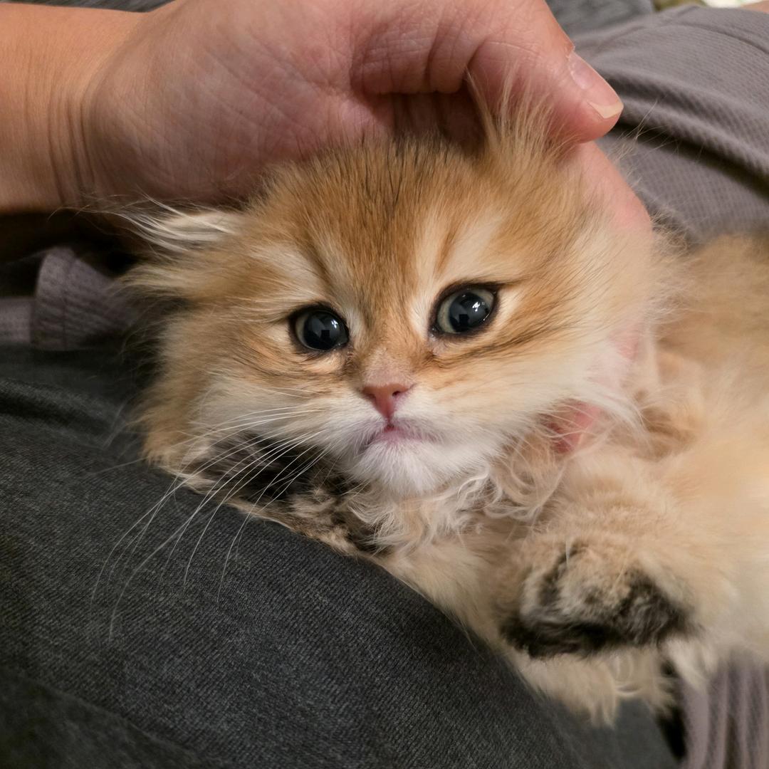 我看你是猪油蒙了心啊