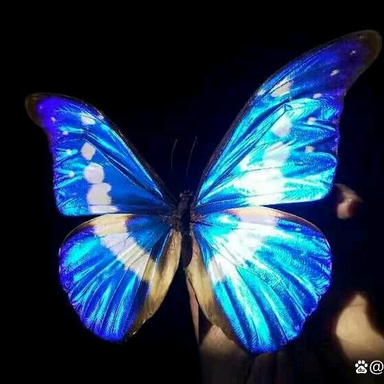 独狼