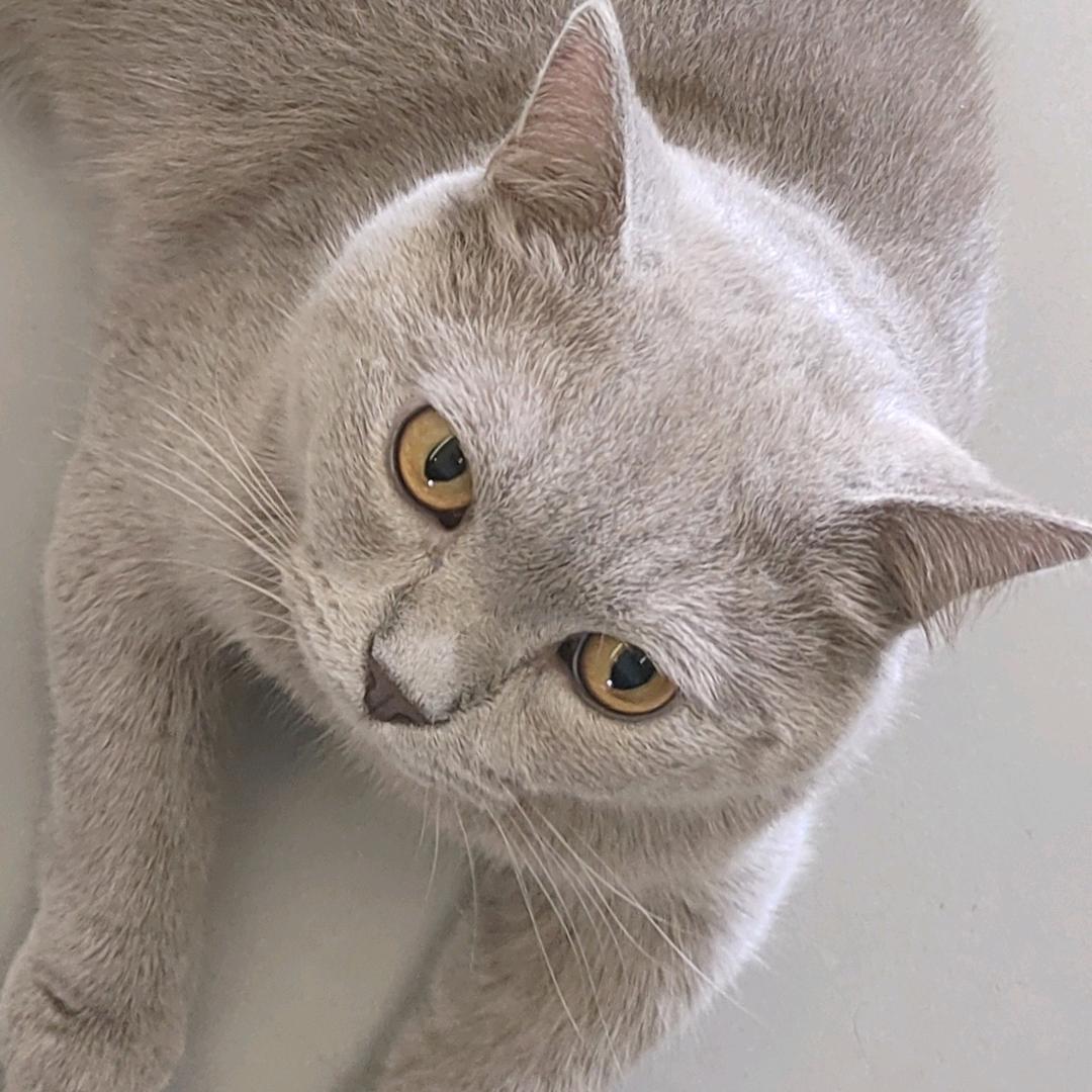 猫猫大大大大王