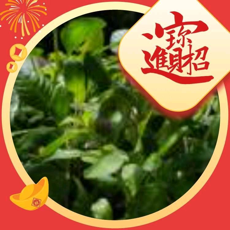 像风一样自由