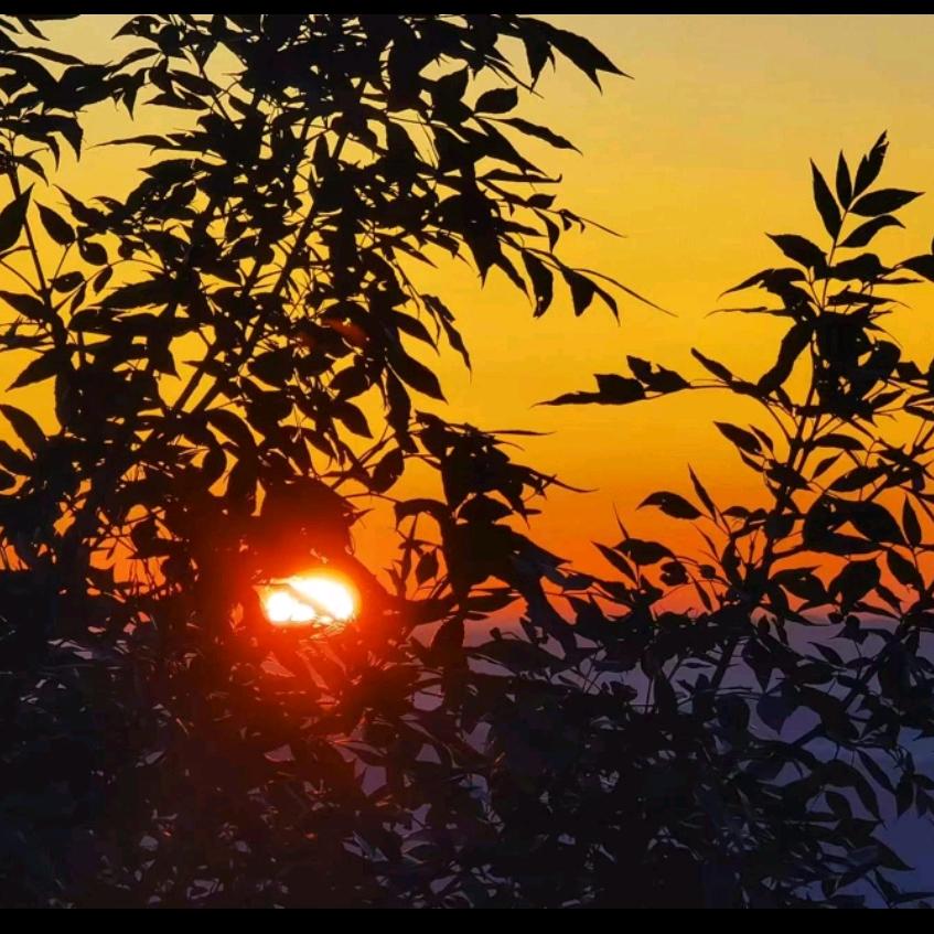 黎明sunshine