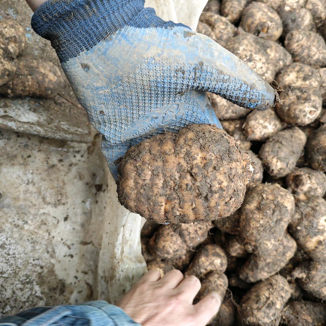杨明山货(小草坝乌天麻)
