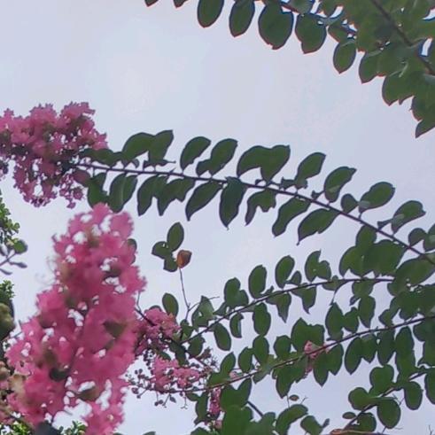 茉莉4044