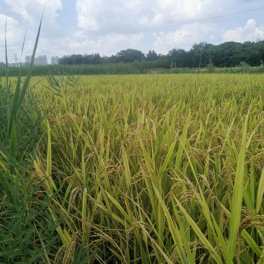 进阶者（小丁精品甄选阁）