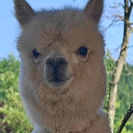 嗨，嗨，徐野🦒🦓🐅🐃🦭🦙🦌