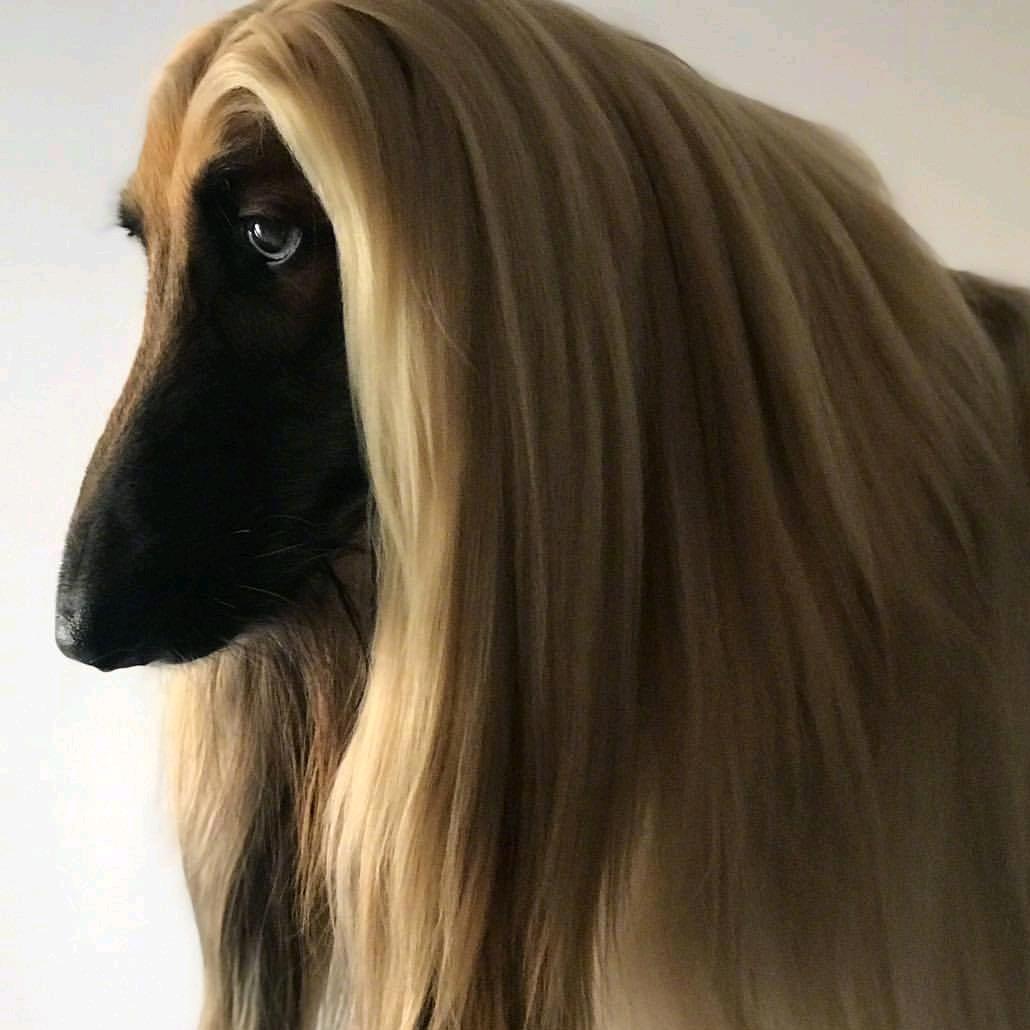啊铁子啊