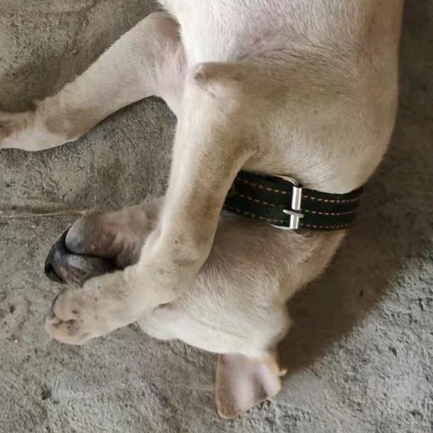 睡懒觉的小老鼠