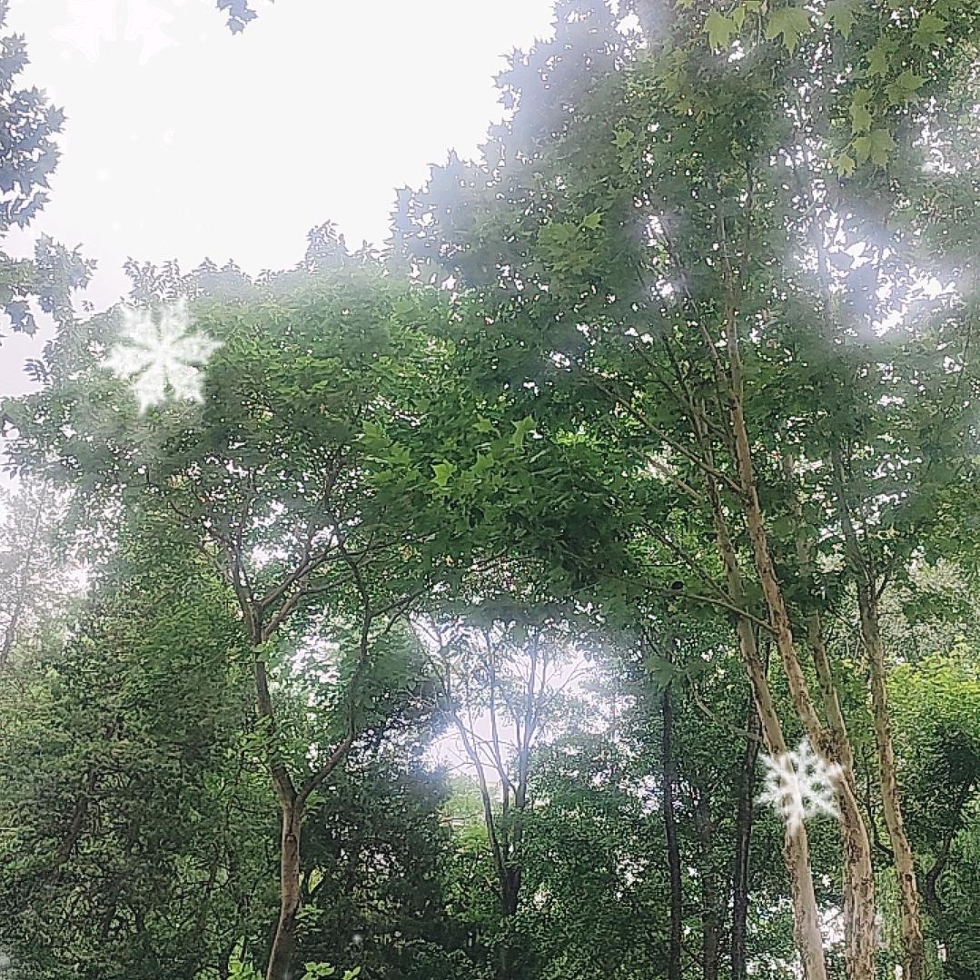 一帆风顺