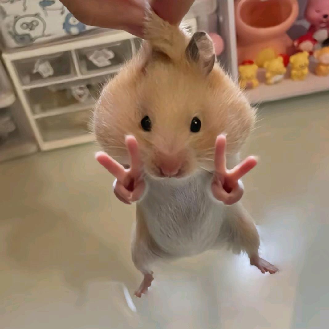 精灵小鼠弟