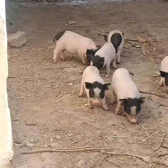 散养巴马小香猪（齐大村光头哥）