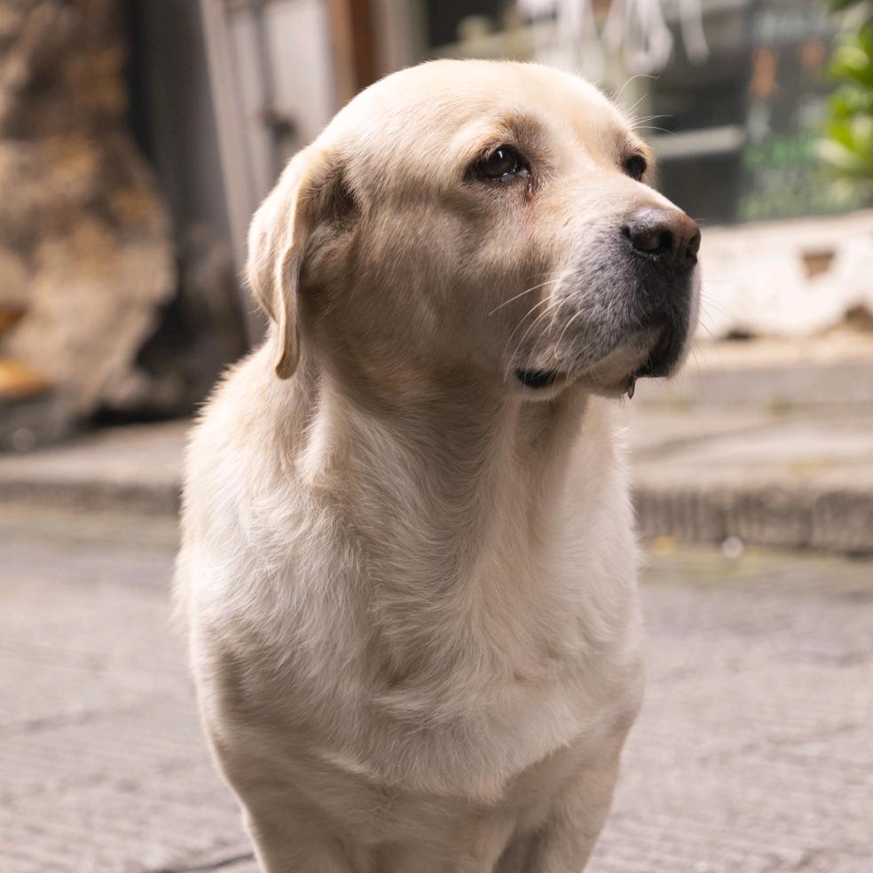 🐕🦴
