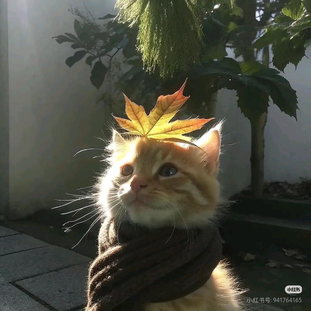 风不乱