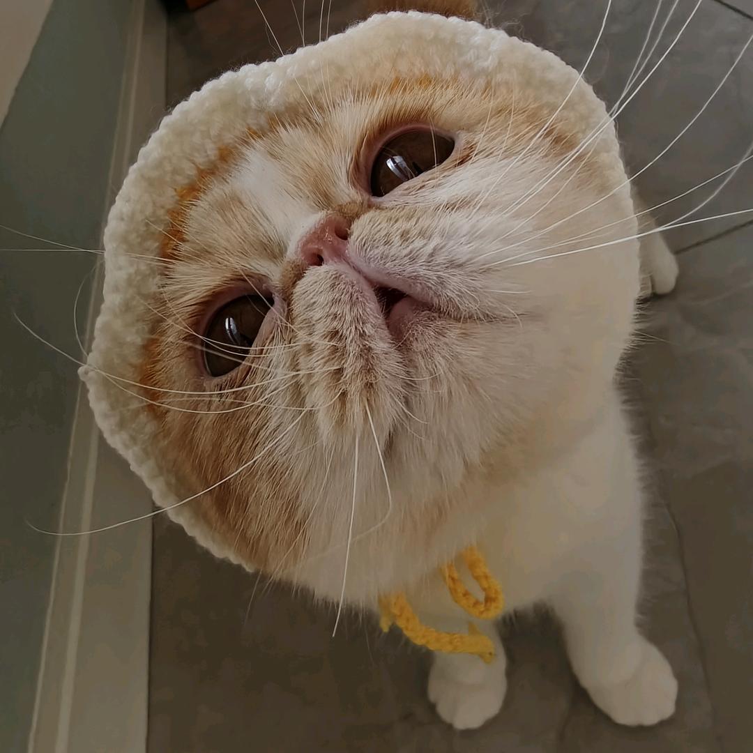 爱屋及乌