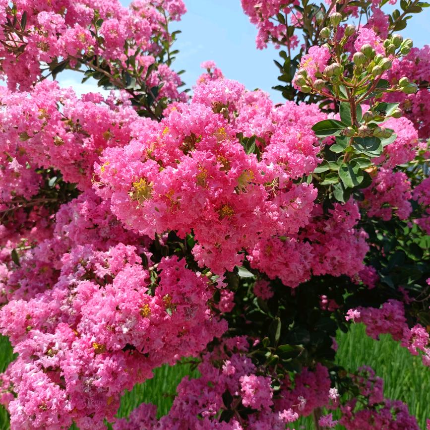 🌹🌹🌹一切随缘🔥🔥🔥🙏💋