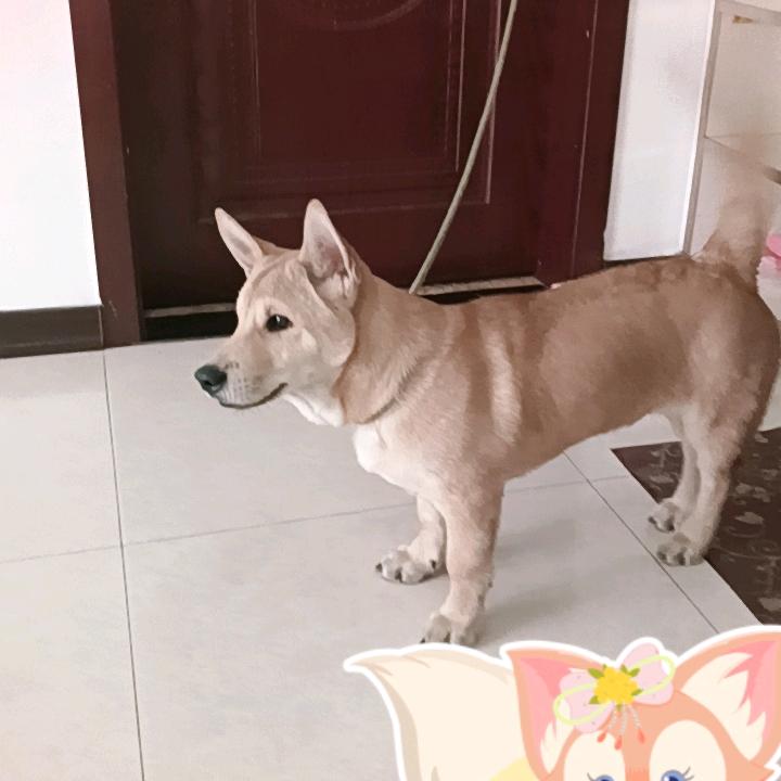 漂亮的小狗是我的最爱