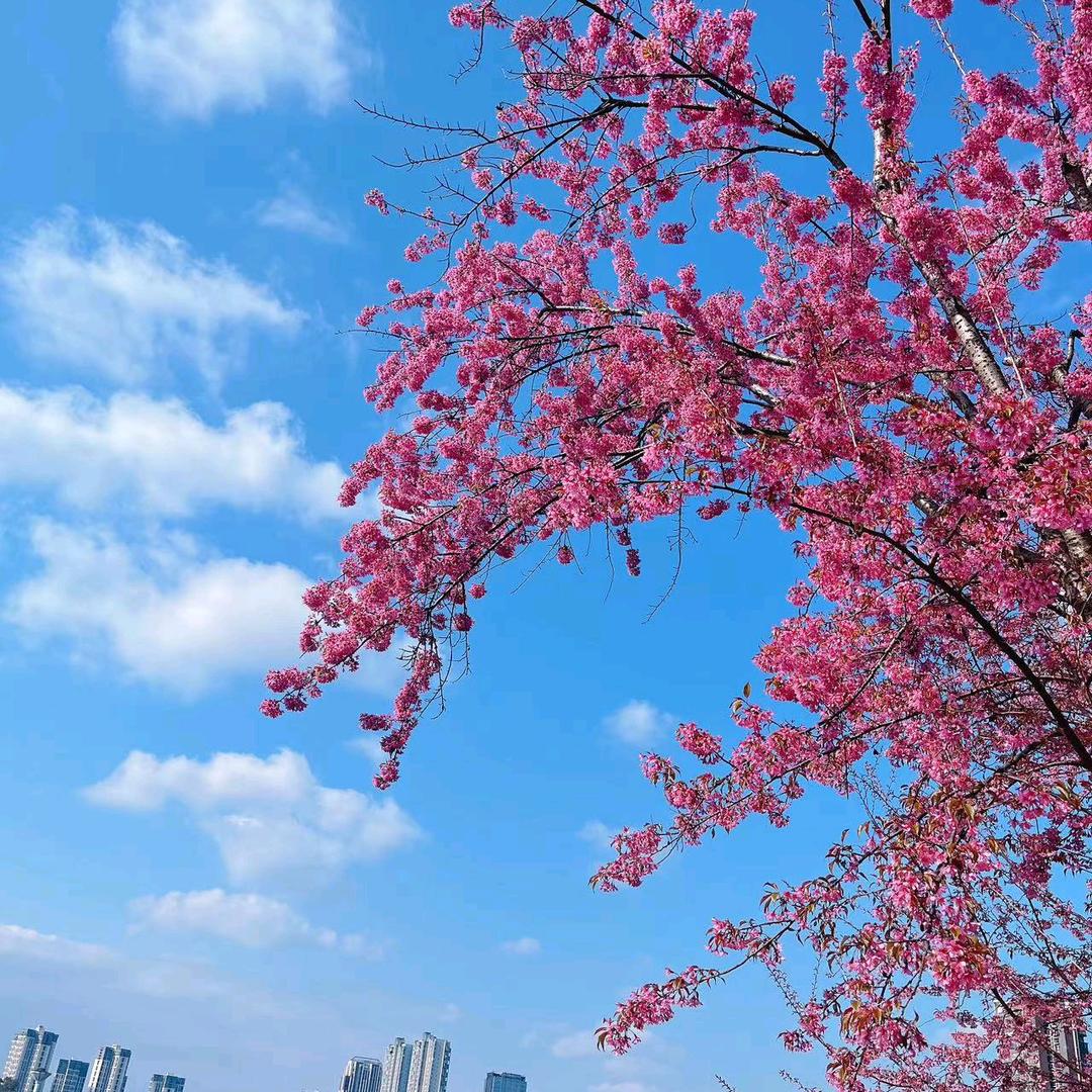 美景*景美