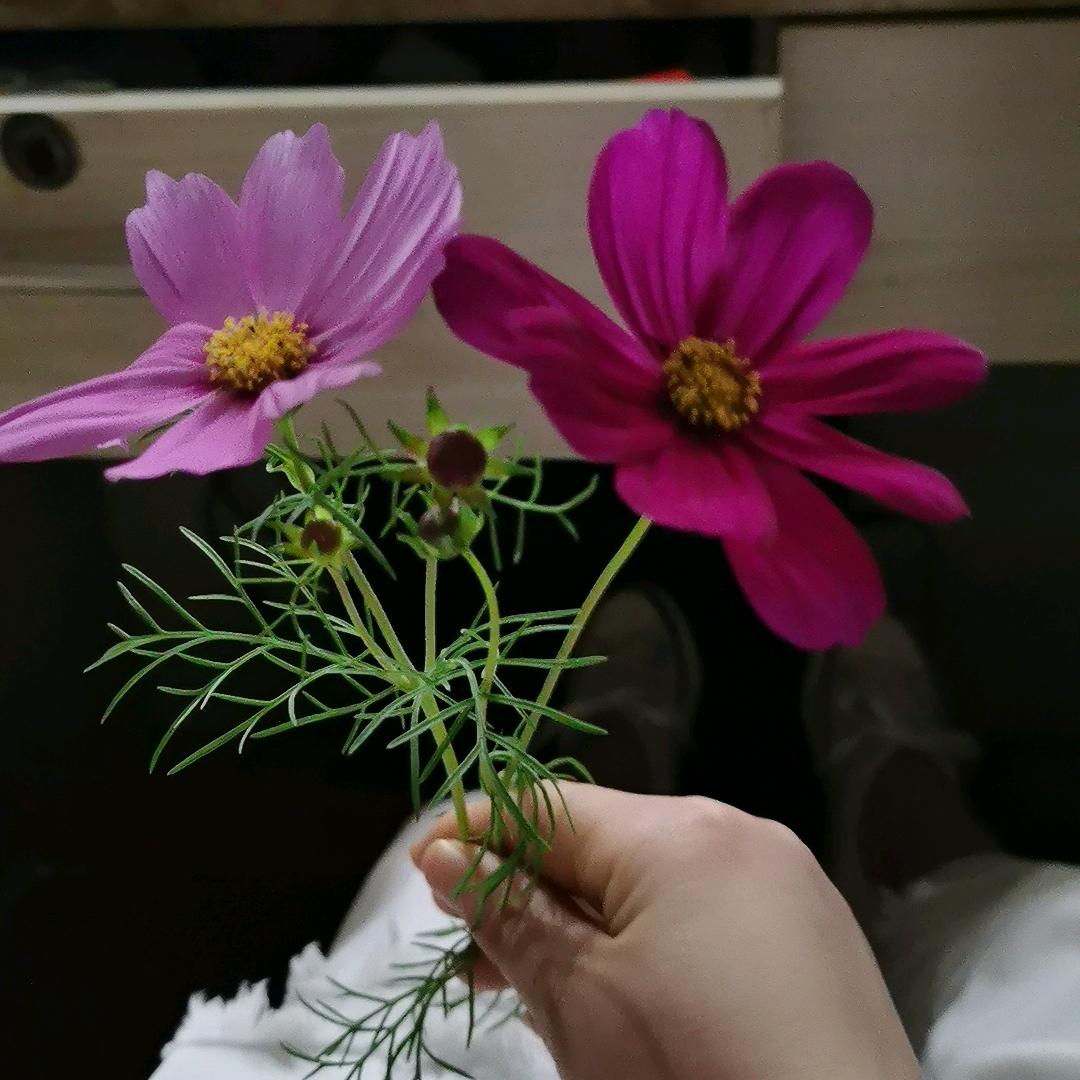 胖丫头